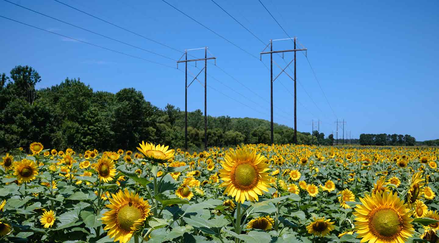 power lines over sunflower field