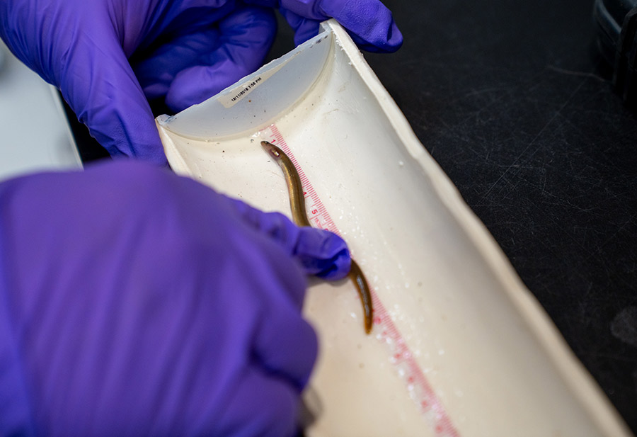 Santee Cooper Biological Services team works with American Eel